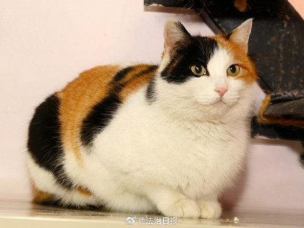 流浪猫伤人提供爱心纸箱者需担责吗？流浪猫伤人让提供纸箱者赔偿被驳回