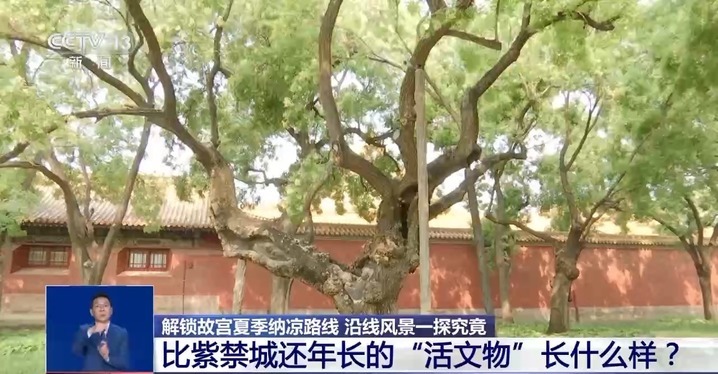 炎炎夏日 古人如何实现“冰块自由”？解锁故宫纳凉路线→