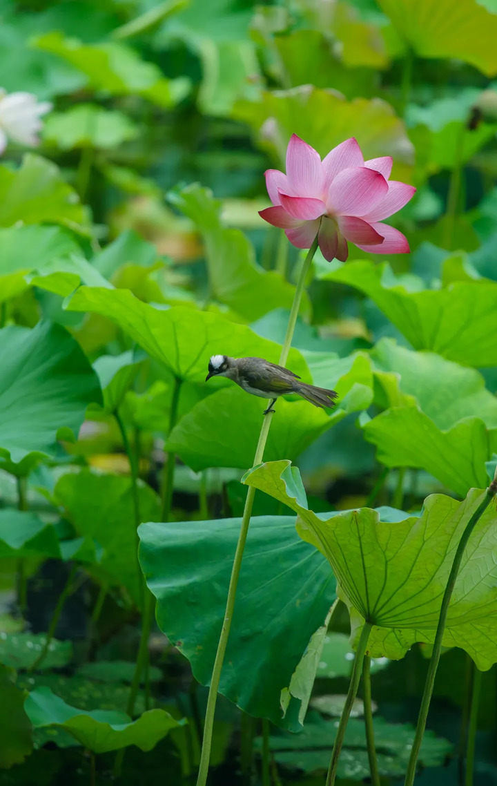 今日，江苏多地官宣出梅！