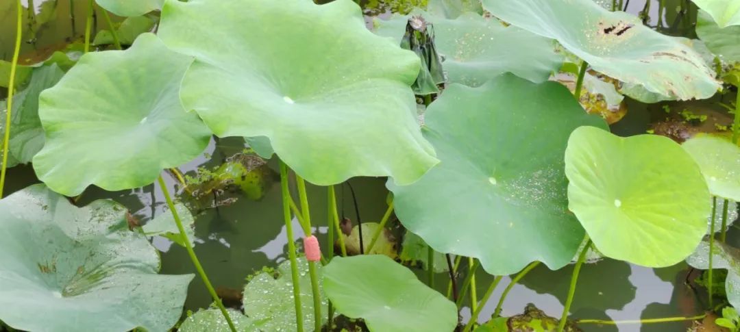 别碰!别吃!寄生虫多达6000条 别碰!别吃!寄生虫多达6000条