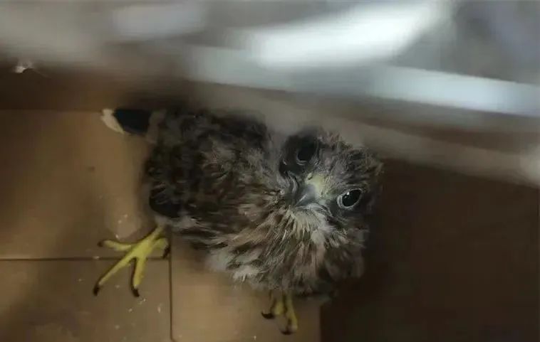 路边捡拾幼鸟？专家：大部分不需要救助