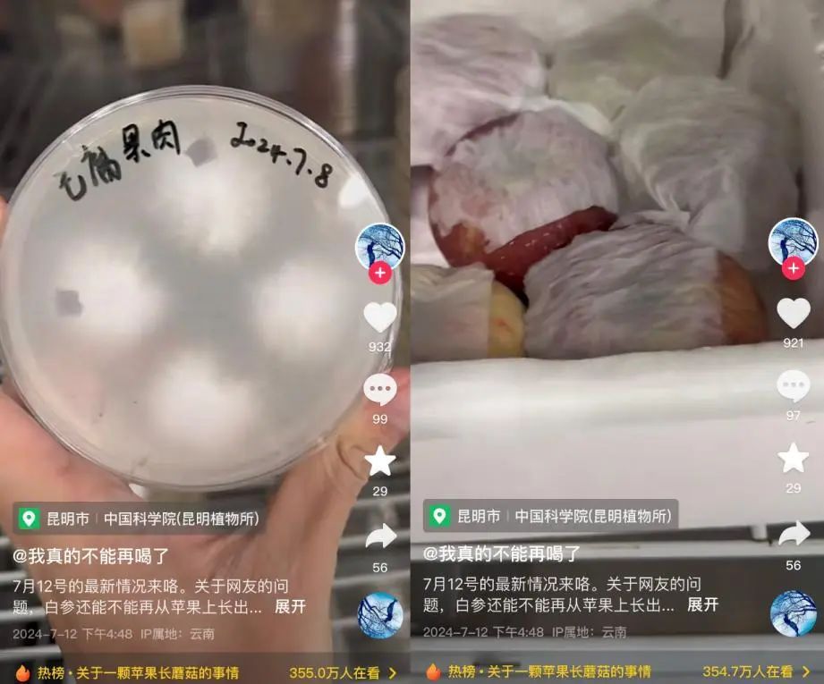 苹果长蘑菇后意外成网红！能吃？能！