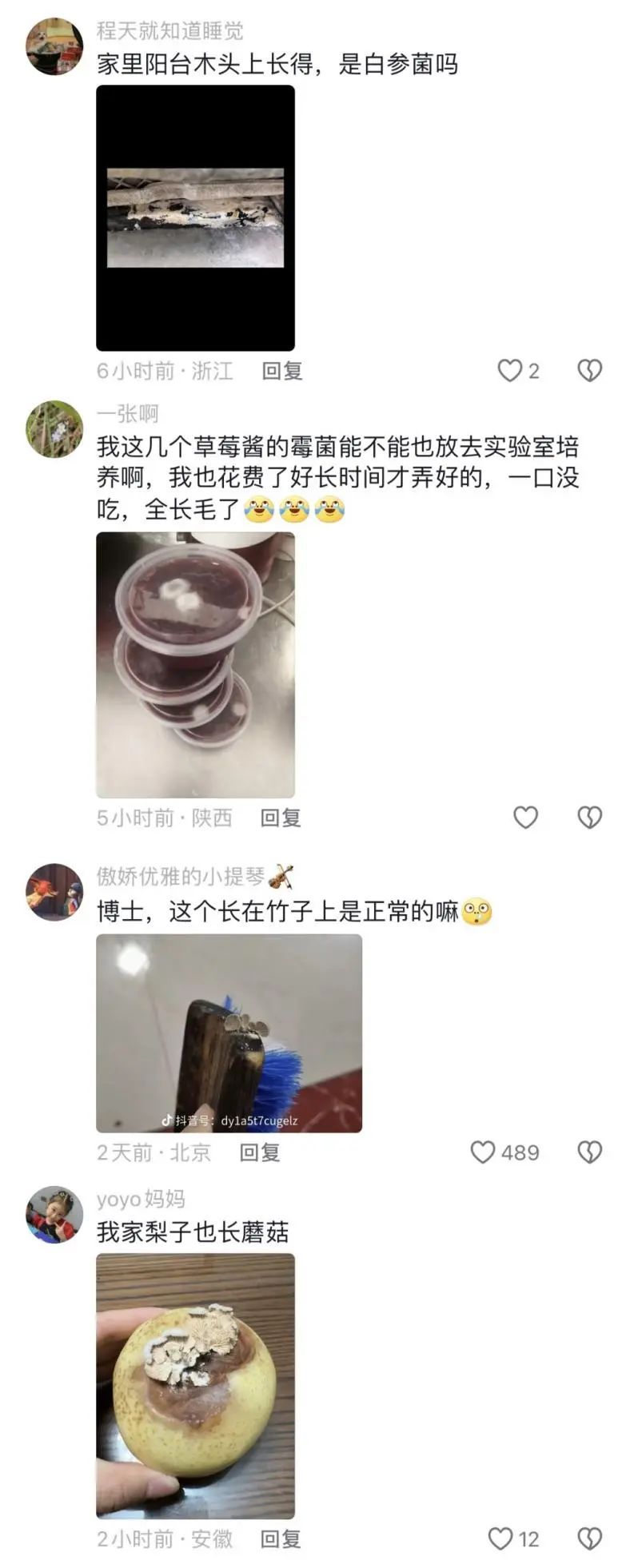 苹果长蘑菇后意外成网红！能吃？能！