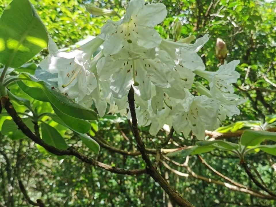 “植物界大熊猫”小溪洞杜鹃“现身”湖南炎陵