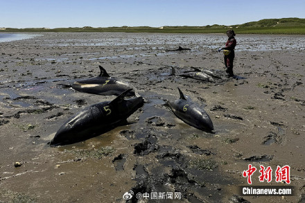 救援组织：美国发生史上最大规模海豚搁浅事件