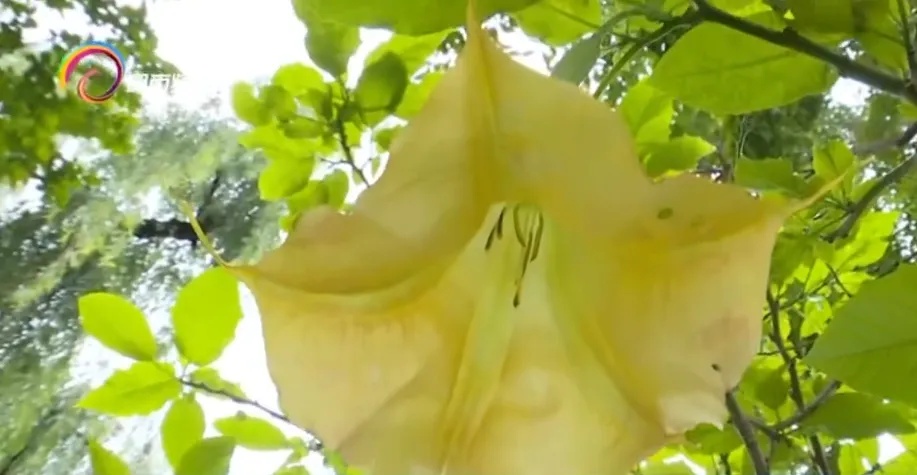 惊人!昆明翠湖小松鼠啃食曼陀罗,难道它有解毒法宝? 惊人!昆明翠湖小松鼠啃食曼陀罗,难道它有解毒法宝?