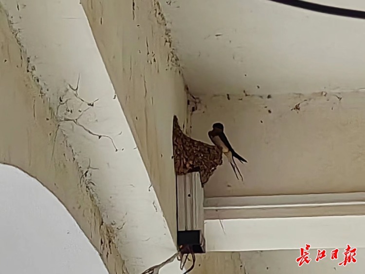 一条百米廊道，吸引34家燕子筑巢