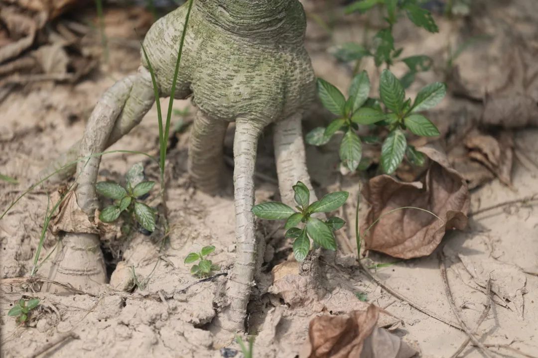 【大医生小厨房】一南一北，它俩却同名！美食界“扛把子”江湖地位不保？