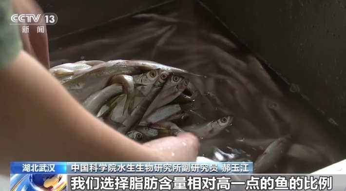 小江豚“满月”！豚妈：食量翻倍
