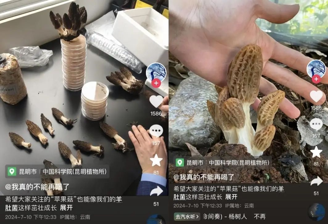 苹果长蘑菇后意外成网红！能吃？能！