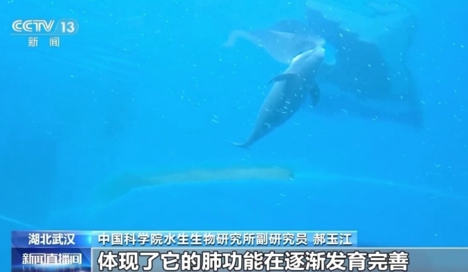小江豚“满月”！豚妈：食量翻倍