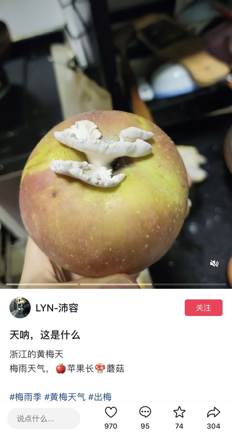 苹果长蘑菇后意外成网红！能吃？能！