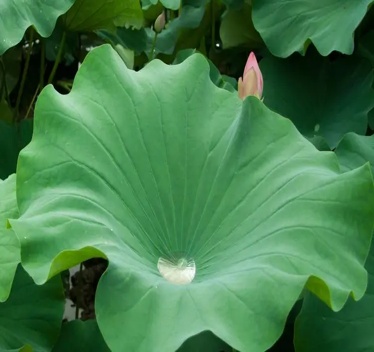 【食养课堂】荷叶这样用，减肥祛湿不伤胃！