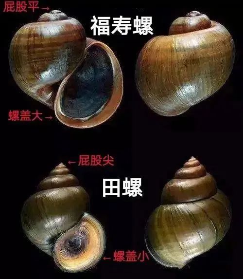 别碰!别吃!寄生虫多达6000条 别碰!别吃!寄生虫多达6000条