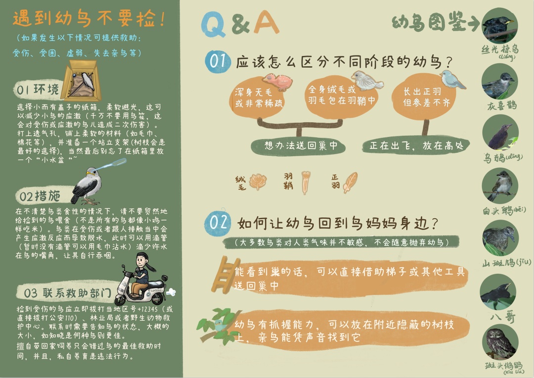 路边捡拾幼鸟？专家：大部分不需要救助