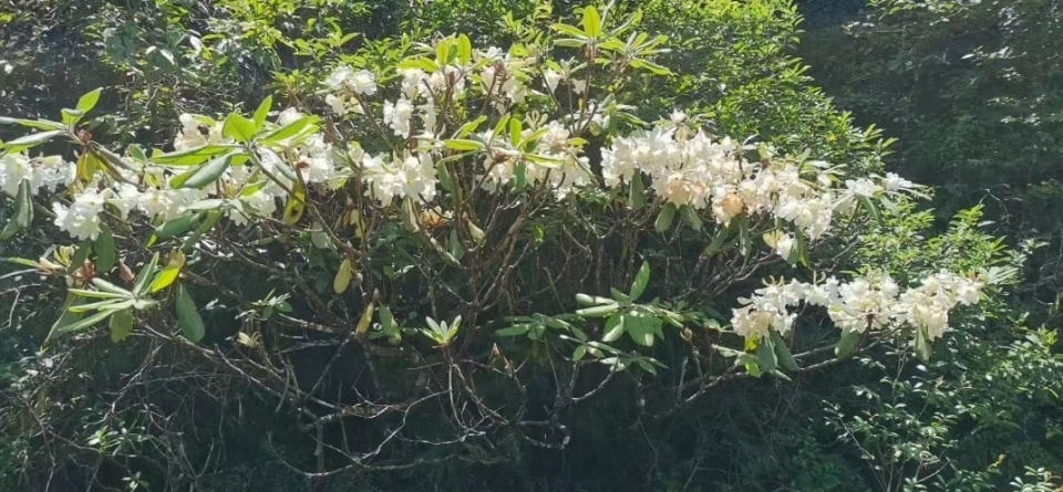 “植物界大熊猫”小溪洞杜鹃“现身”湖南炎陵