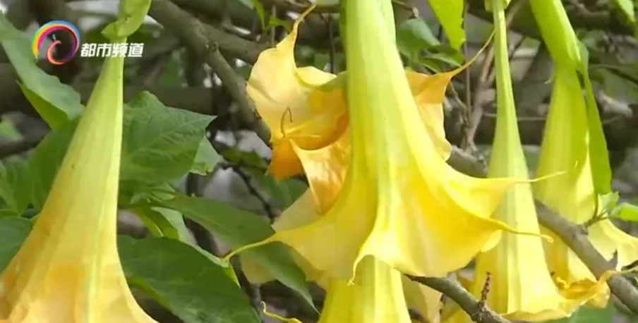 惊人!昆明翠湖小松鼠啃食曼陀罗,难道它有解毒法宝? 惊人!昆明翠湖小松鼠啃食曼陀罗,难道它有解毒法宝?