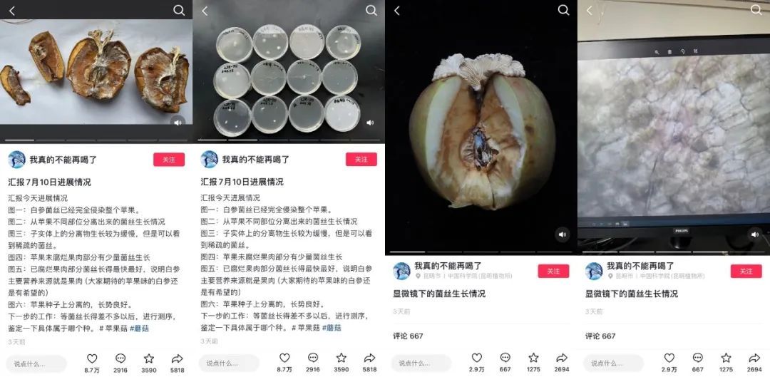 苹果长蘑菇后意外成网红！能吃？能！