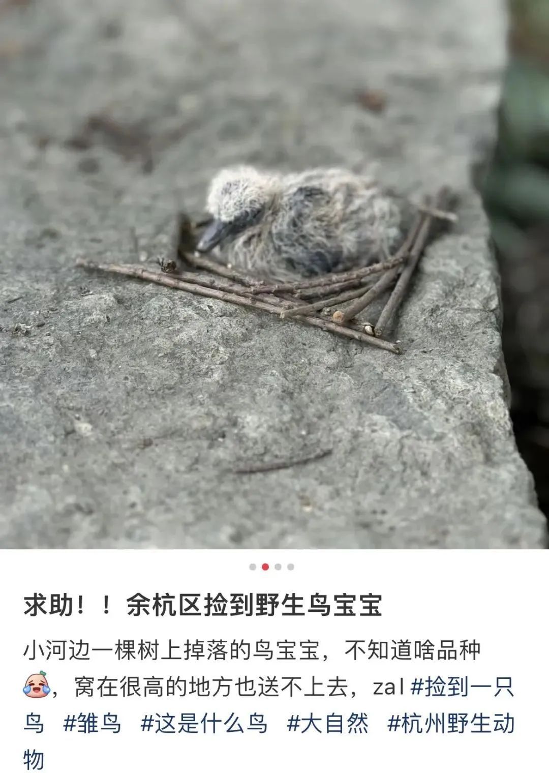 “不要捡!不要救!”路边看见它要小心 “不要捡!不要救!”路边看见它要小心