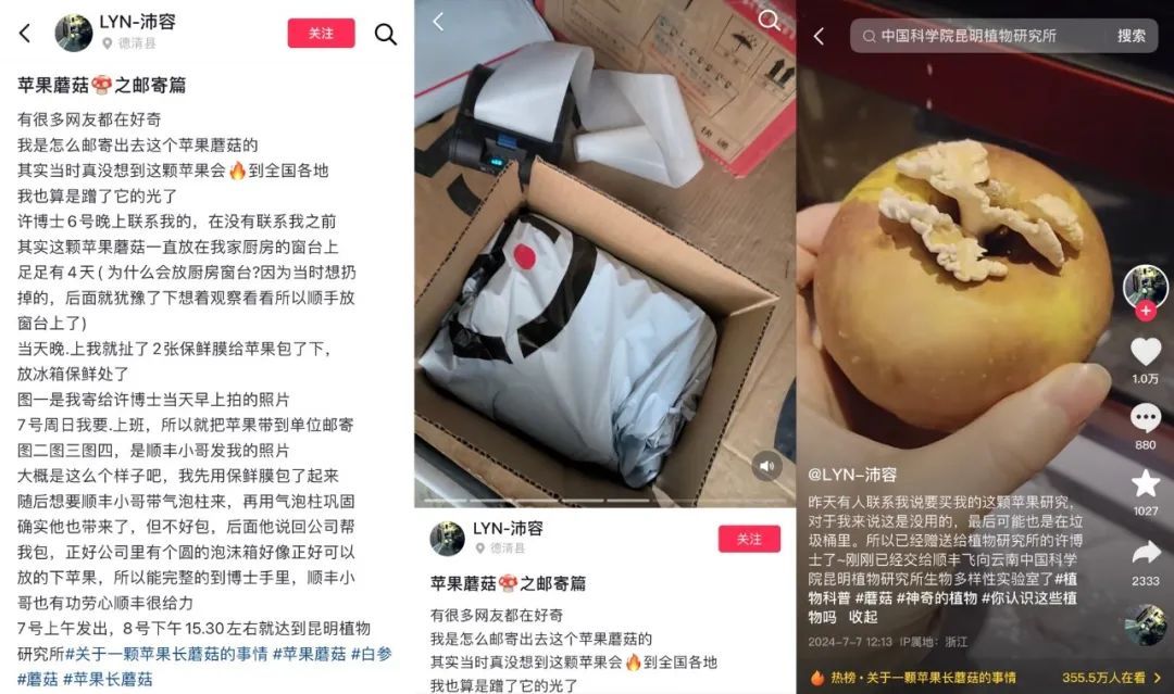 苹果长蘑菇后意外成网红！能吃？能！