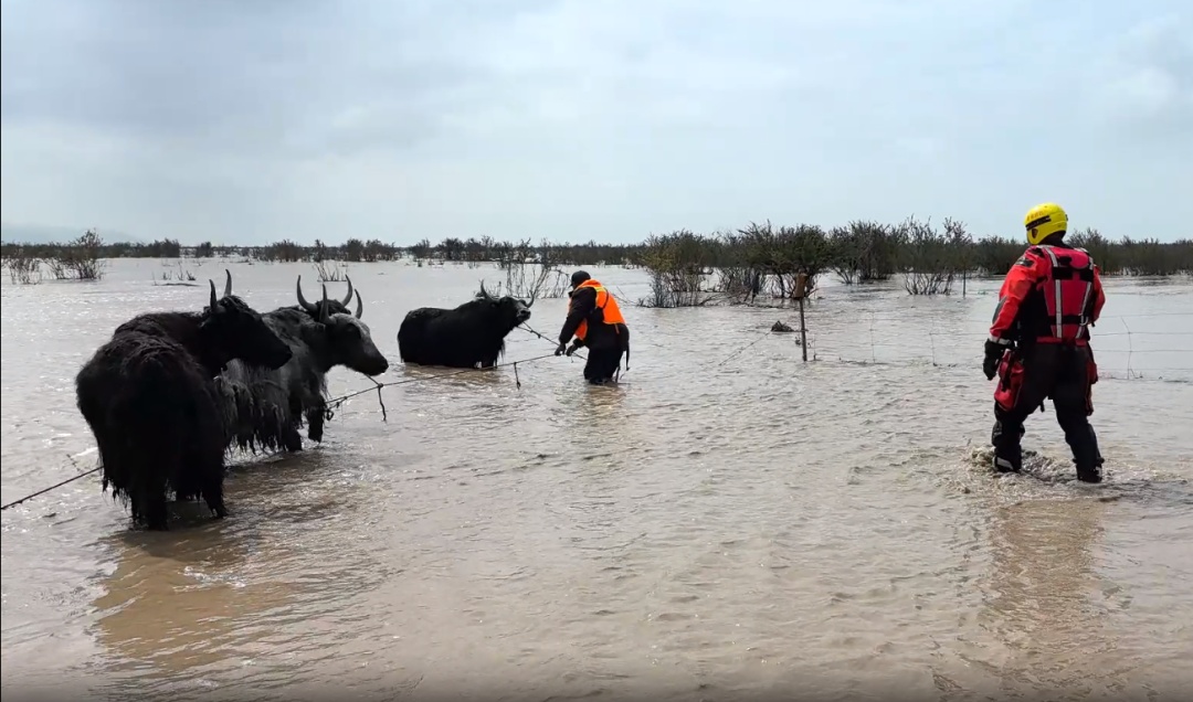 河水上涨致3人700余只牛羊被困!青海消防紧急救援 河水上涨致3人700余只牛羊被困!青海消防紧急救援