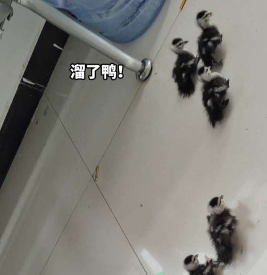 贪玩幼鸭“串门”迷路，民警一查竟是国家“三有”保护动物