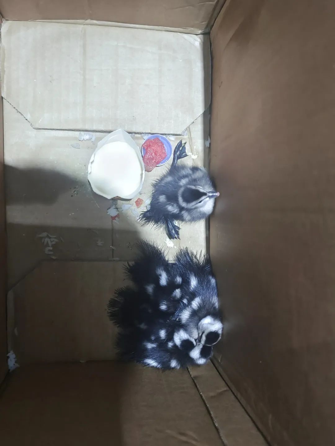 贪玩幼鸭“串门”迷路，民警一查竟是国家“三有”保护动物