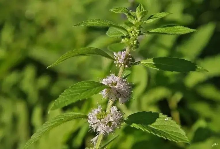 这些植物让你的空间清凉一“夏”→ 这些植物让你的空间清凉一“夏”→
