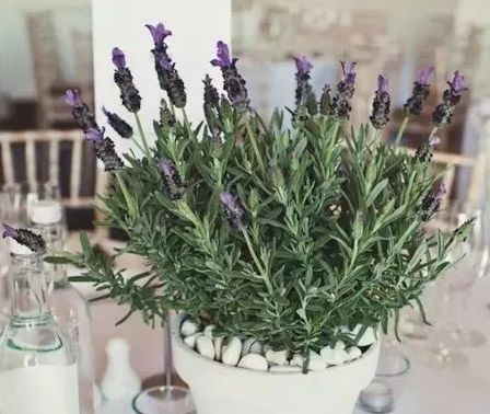 这些植物让你的空间清凉一“夏”→ 这些植物让你的空间清凉一“夏”→