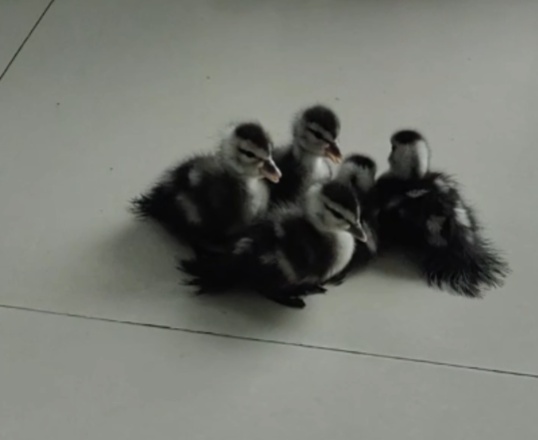 贪玩幼鸭“串门”迷路，民警一查竟是国家“三有”保护动物