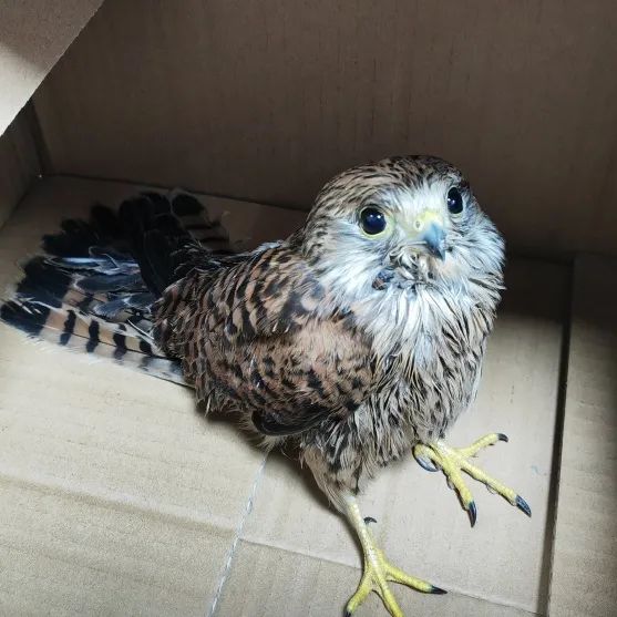 猜猜派出所里迎来了哪两位“小客人”? 猜猜派出所里迎来了哪两位“小客人”?