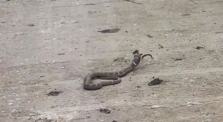 “天青牛蟒”再现凉山?专家回应 “天青牛蟒”再现凉山?专家回应