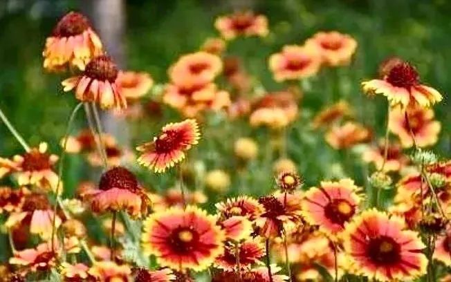 聚焦市民需求实施功能提升，海淀区绿隔公园“华丽转变”