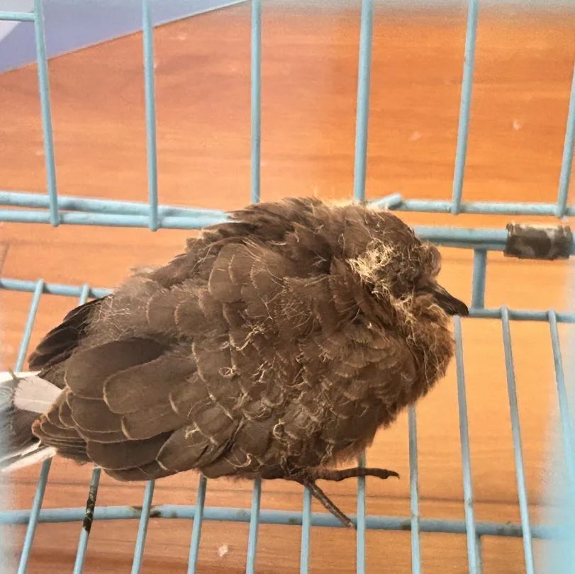 猜猜派出所里迎来了哪两位“小客人”? 猜猜派出所里迎来了哪两位“小客人”?