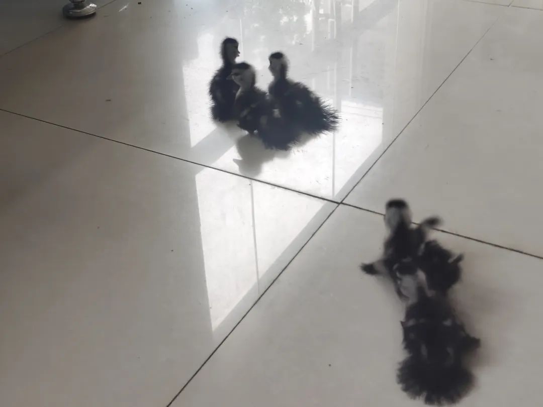 贪玩幼鸭“串门”迷路，民警一查竟是国家“三有”保护动物