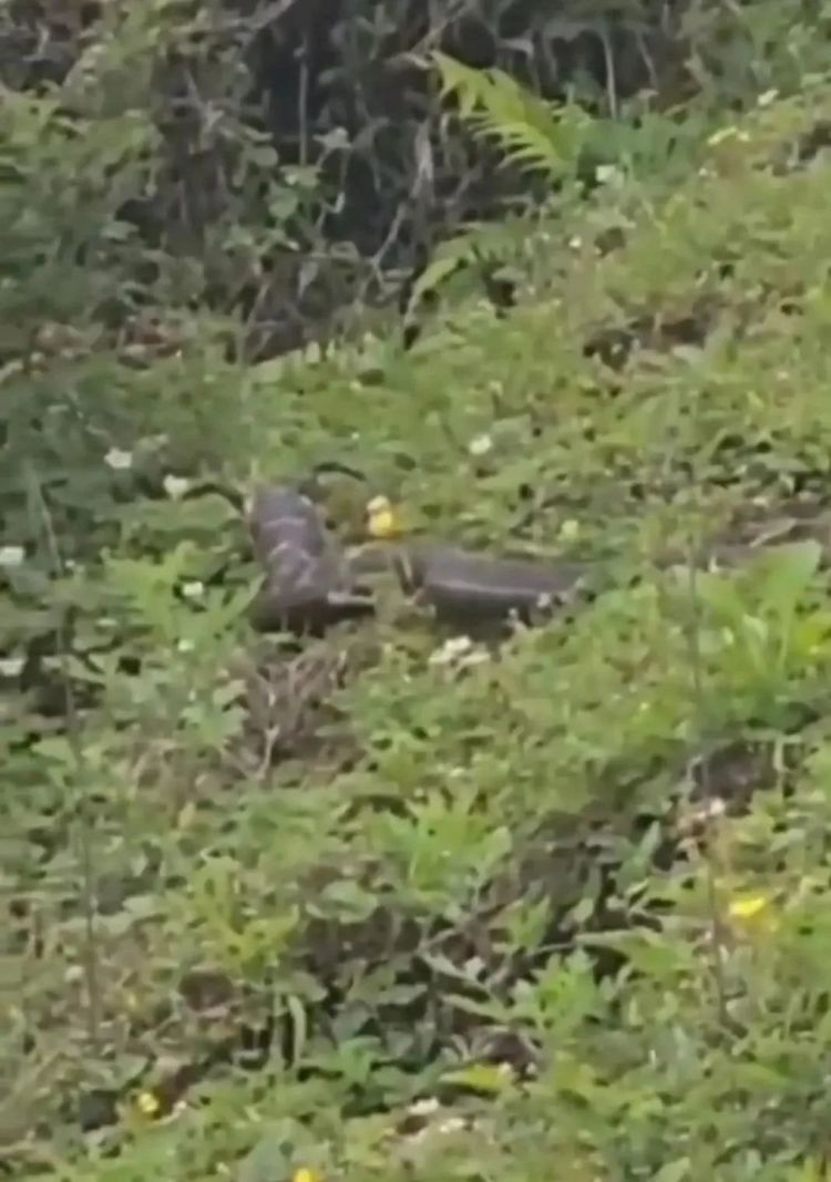 “天青牛蟒”再现凉山?专家回应 “天青牛蟒”再现凉山?专家回应