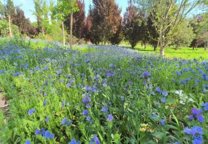 聚焦市民需求实施功能提升，海淀区绿隔公园“华丽转变”