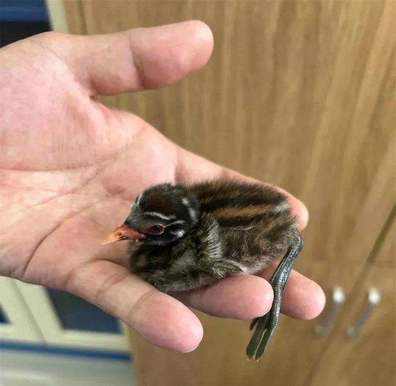 不要救!不要救!不要救!看见要注意 不要救!不要救!不要救!看见要注意