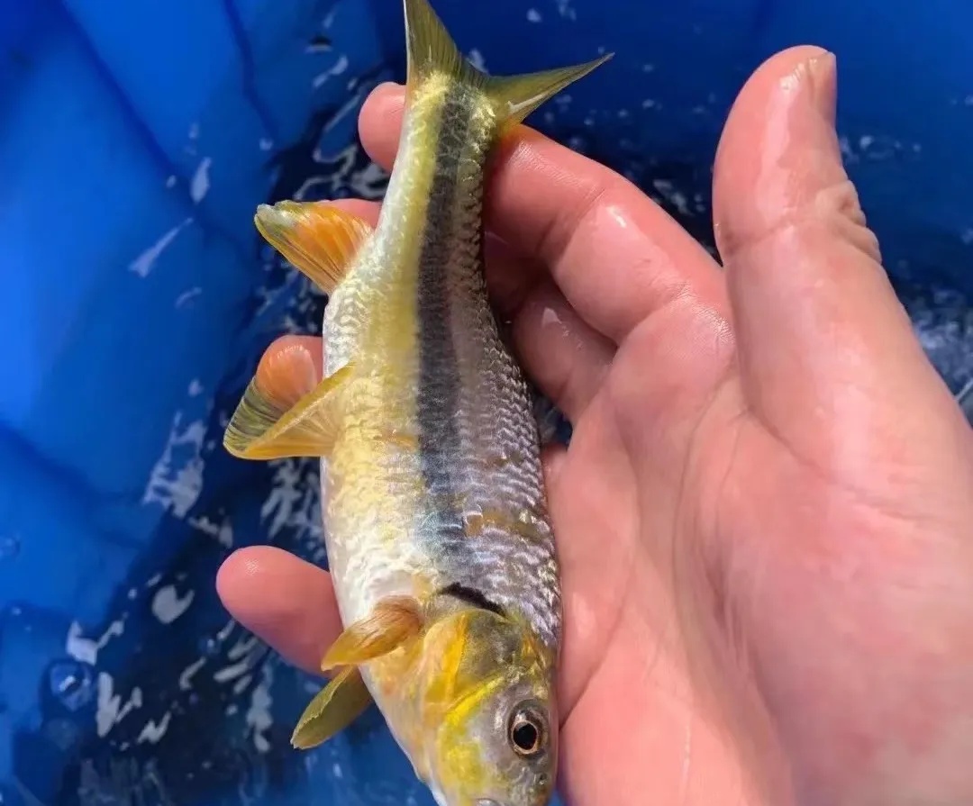 不能吃!不能吃!为了这道河鲜,杭州两人中招! 不能吃!不能吃!为了这道河鲜,杭州两人中招!