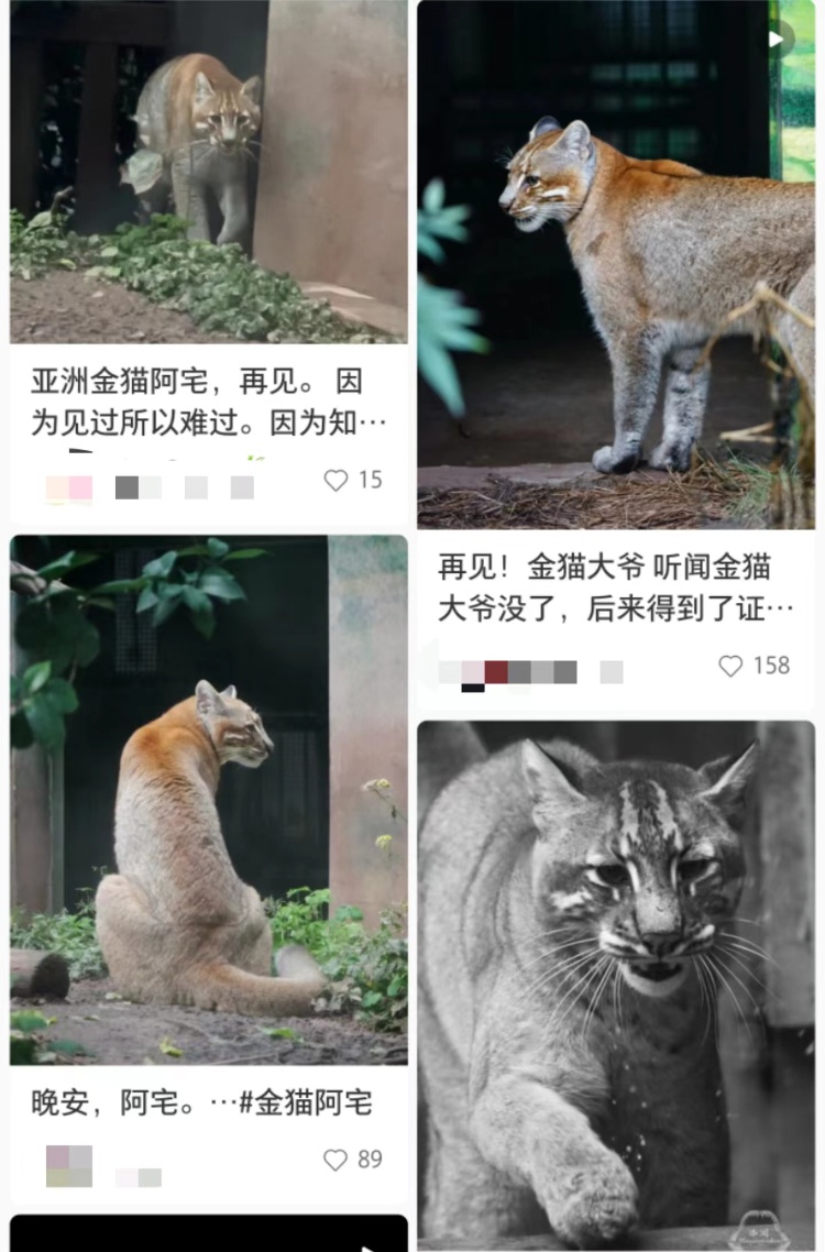 重庆动物园金猫“阿宅”走了：超过15岁，比大熊猫还珍贵
