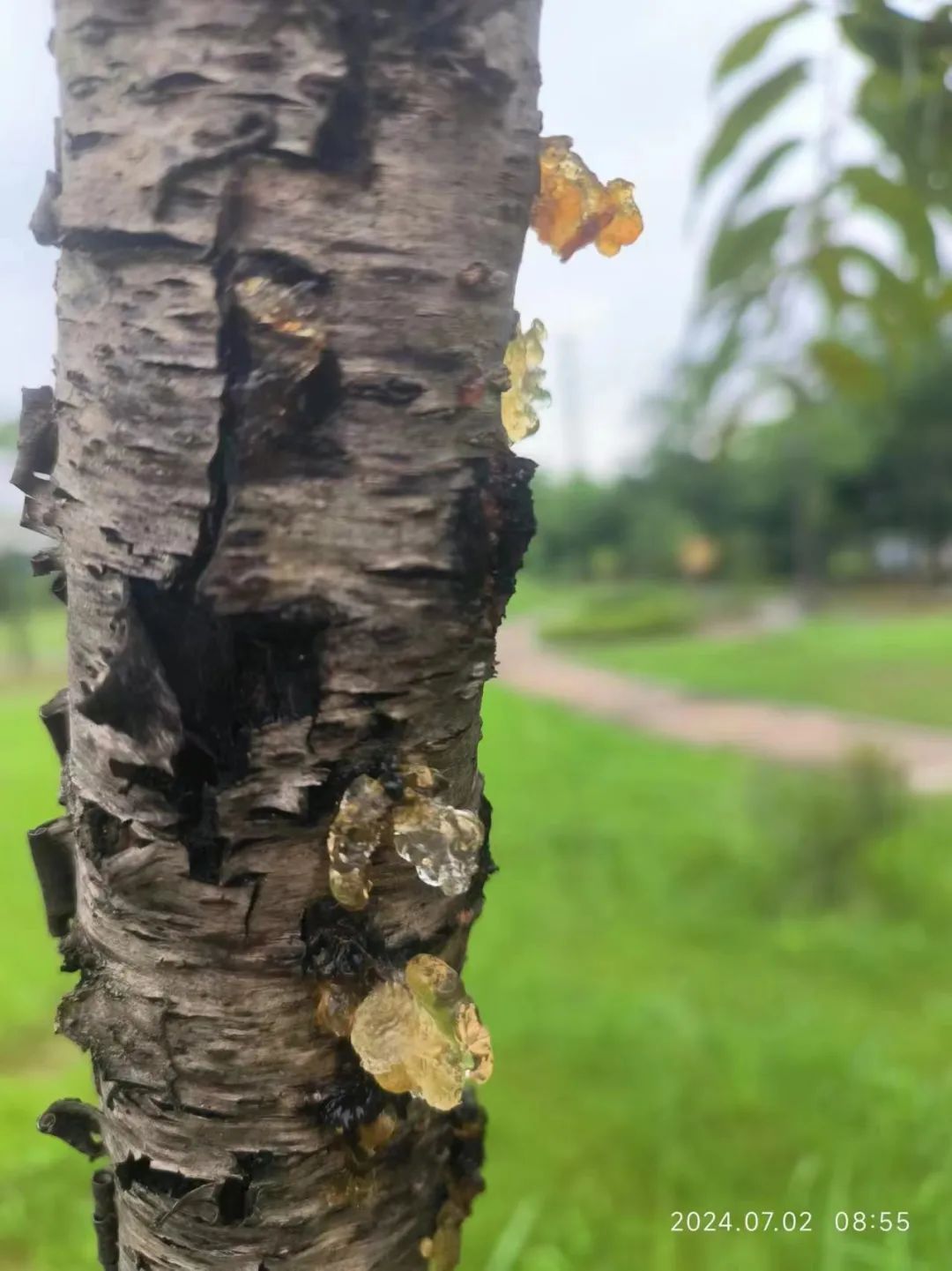 不要吃!武汉街头已出现 不要吃!武汉街头已出现