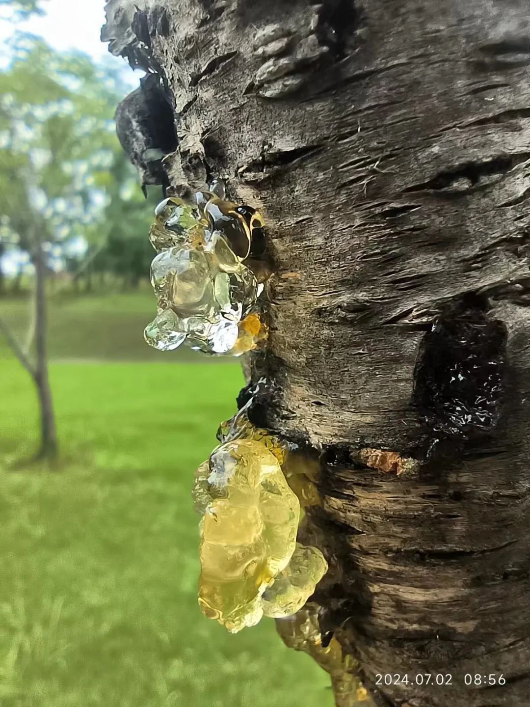 不要吃!武汉街头已出现 不要吃!武汉街头已出现