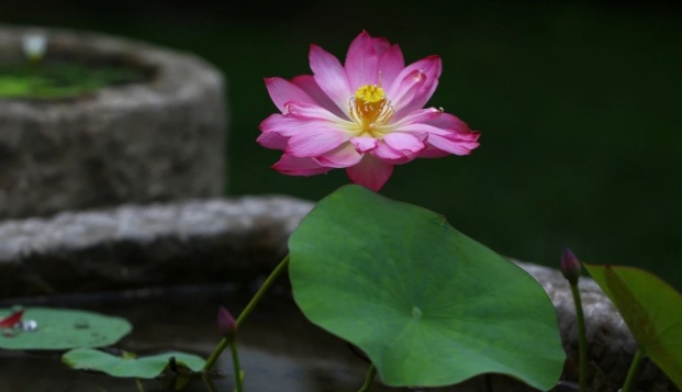 这些植物让你的空间清凉一“夏”→ 这些植物让你的空间清凉一“夏”→