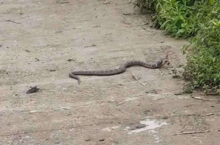 “天青牛蟒”再现凉山?专家回应 “天青牛蟒”再现凉山?专家回应