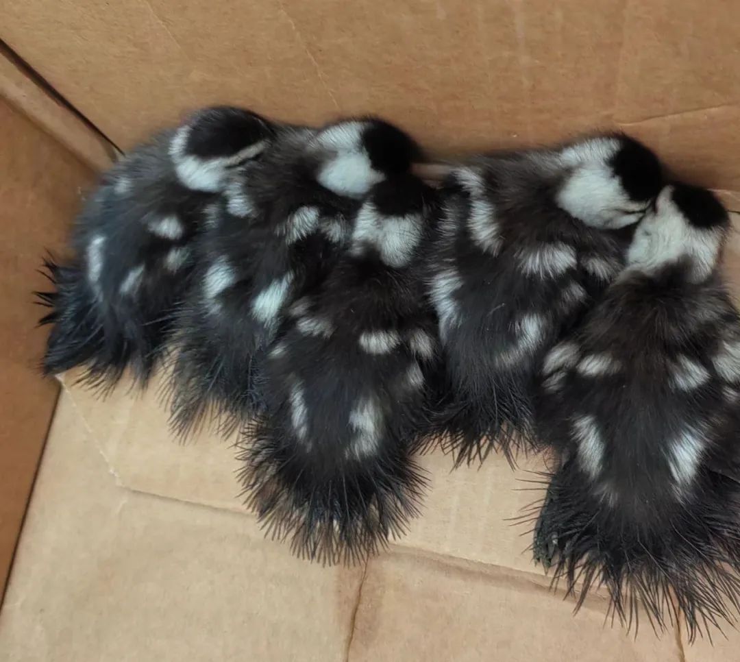 贪玩幼鸭“串门”迷路，民警一查竟是国家“三有”保护动物