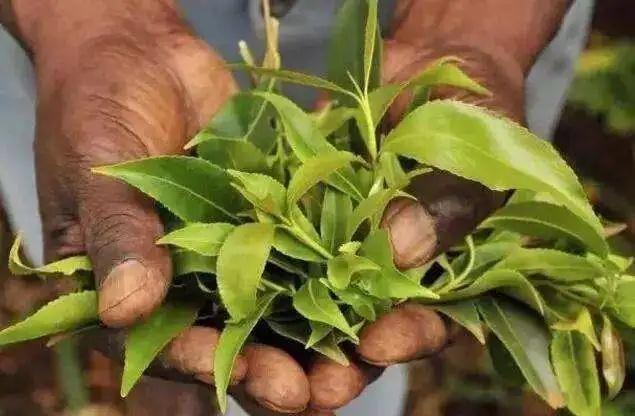 警方提醒：这些“茶”，千万别碰！