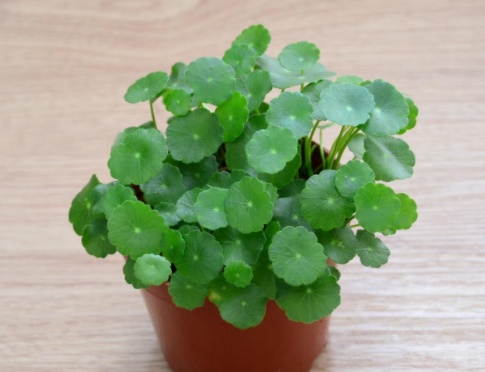 这些植物让你的空间清凉一“夏”→ 这些植物让你的空间清凉一“夏”→