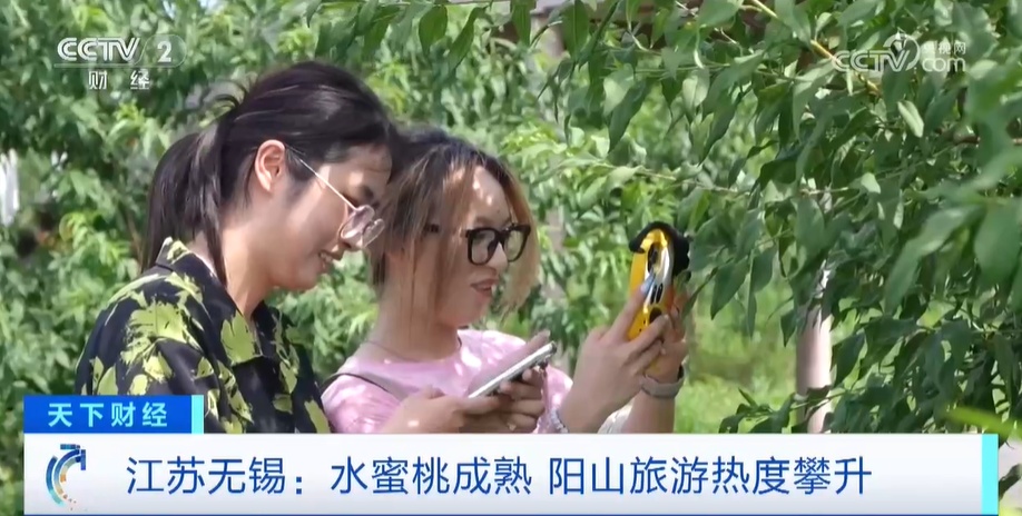 水蜜桃成熟 江苏阳山旅游热度攀升 水蜜桃成熟 江苏阳山旅游热度攀升