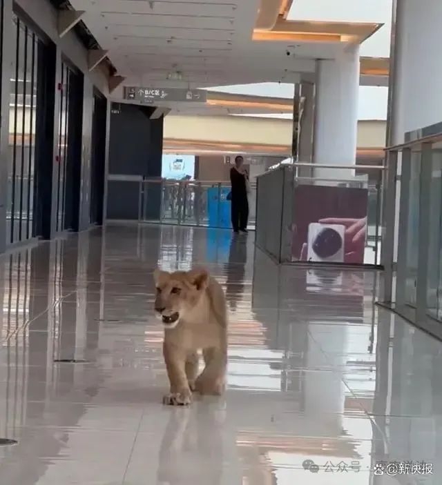 狮子在商场里溜达 &nbsp;管理方应尽到安全管理责任