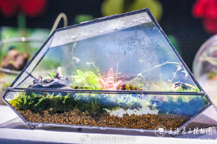 植物大战虫子！近120种食虫植物亮相辰山植物园